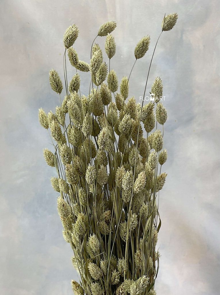 Phalaris Natural