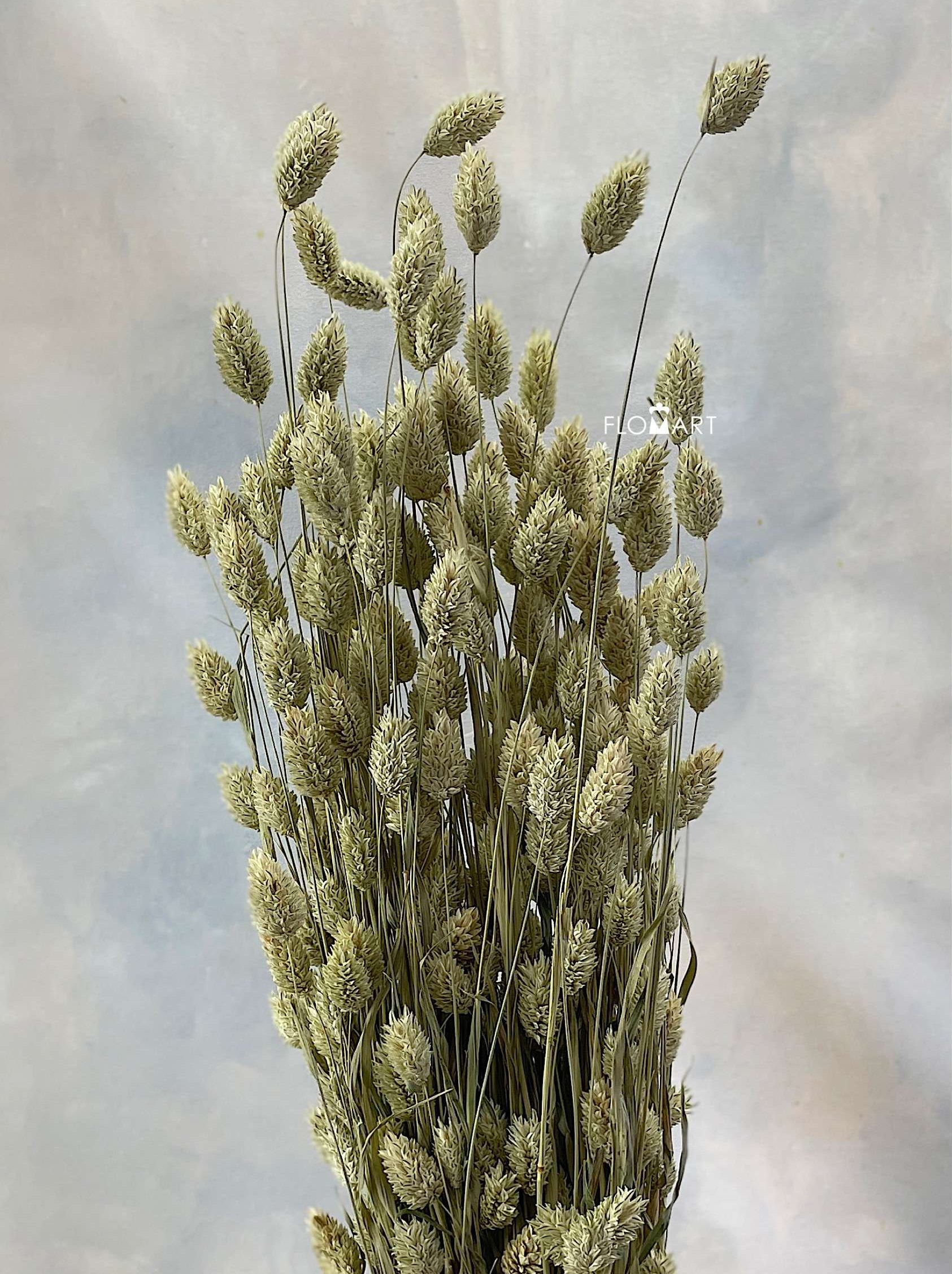 Phalaris Natural - Image 1