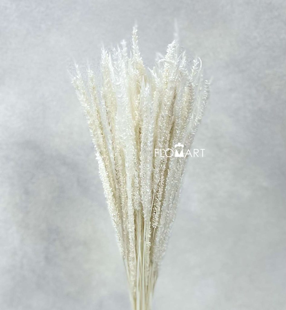 Phleum Bleached White