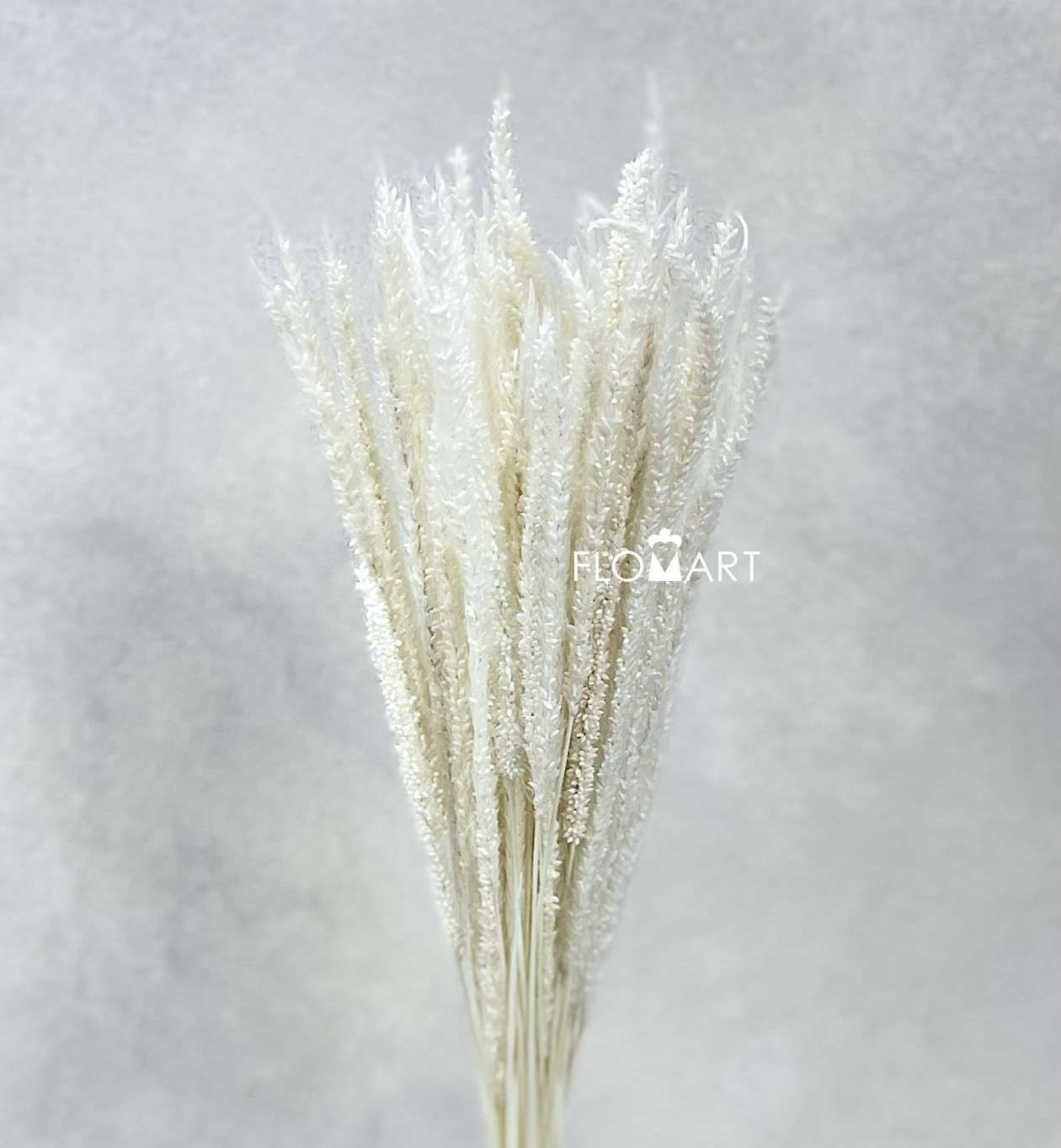 Phleum Bleached White - Image 1