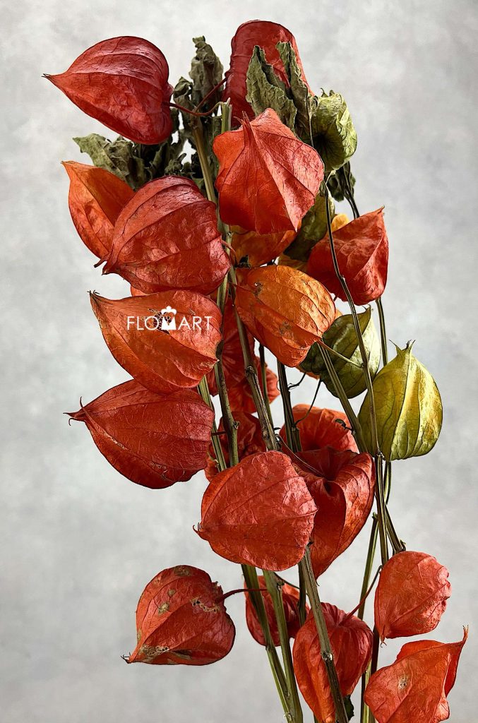 Physalis Orange Natural
