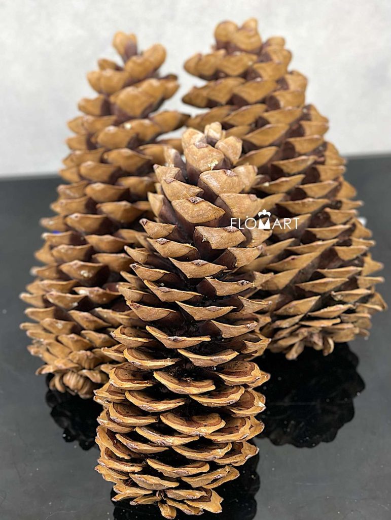 Pinecone Ponderosa