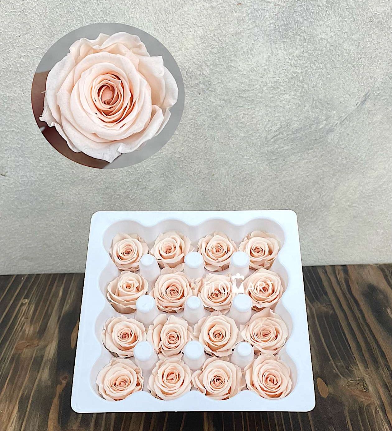 Rosa PR Ava x16 Almond Cream - Image 1