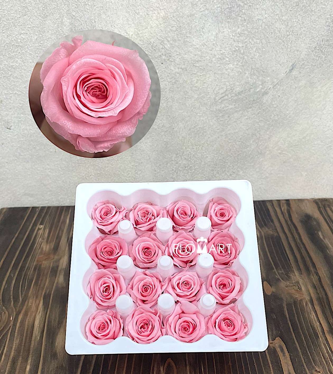 Rosa PR Ava x16 Baby Pink - Image 1