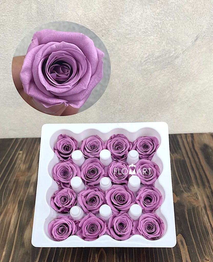 Rosa PR Ava x16 Lilac