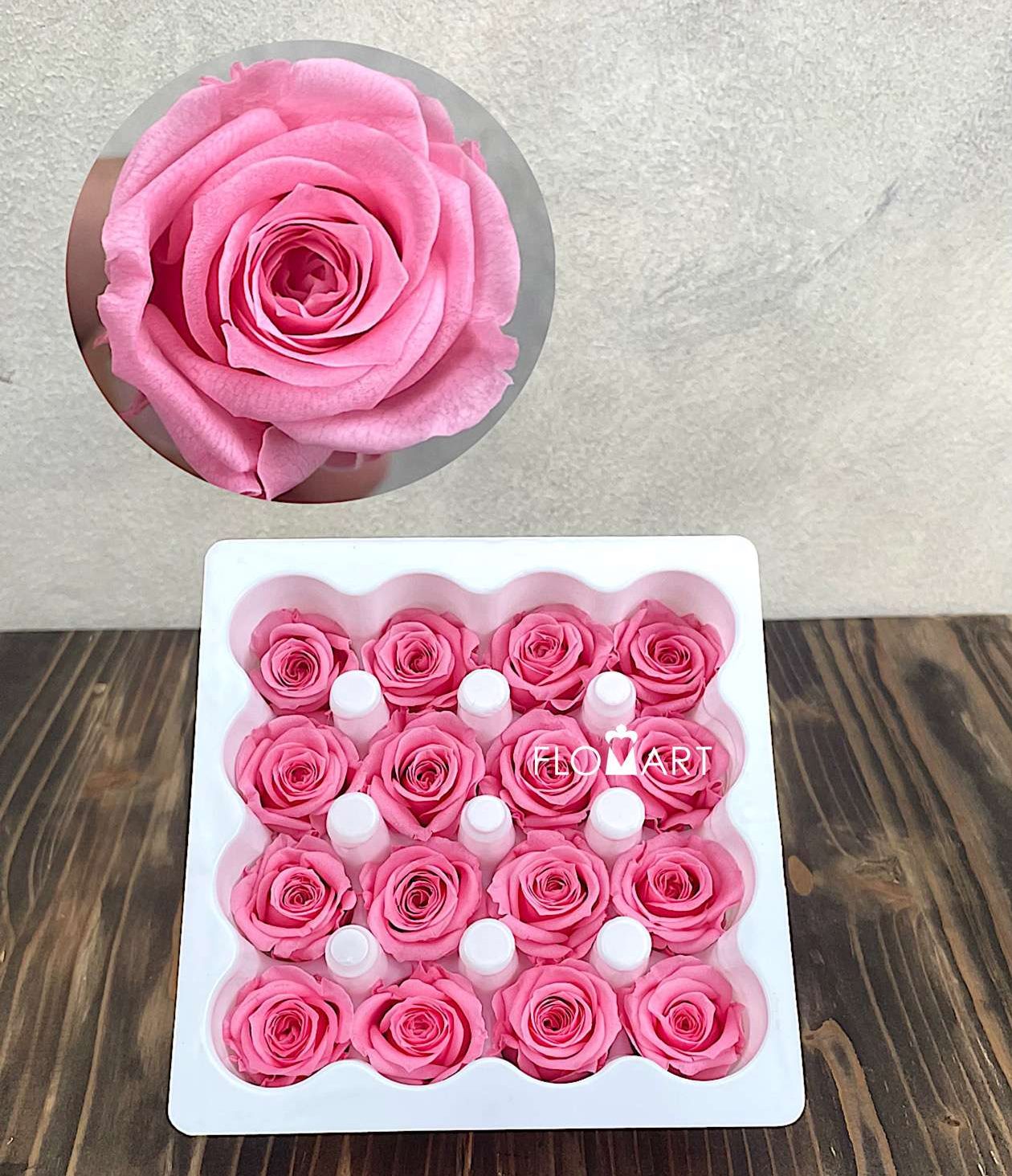 Rosa PR Ava x16 Madeleine Pink - Image 1