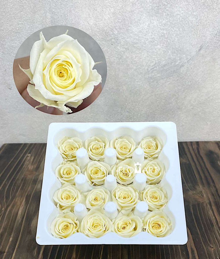 Rosa PR Ava x16 Pastel Yellow