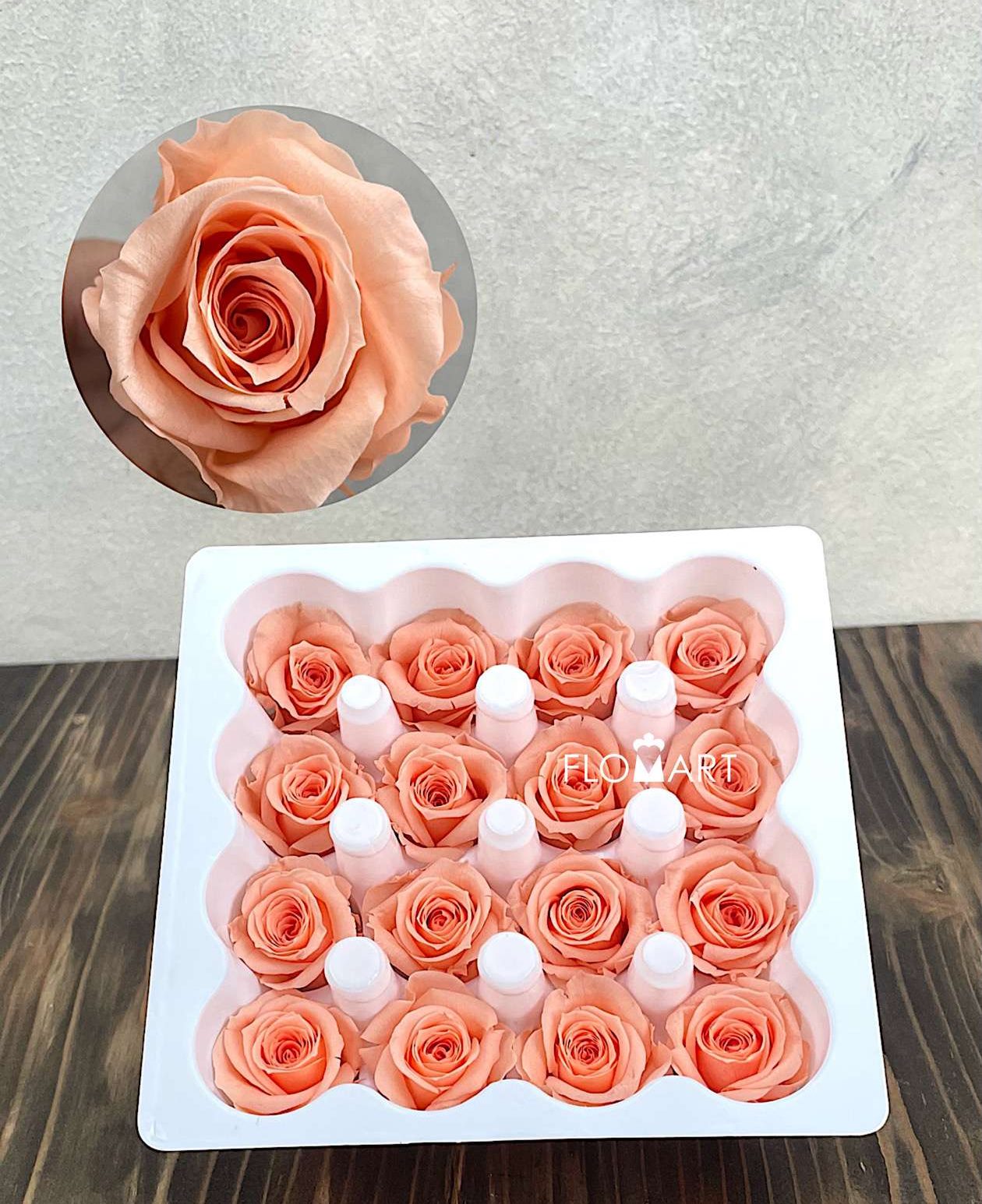 Rosa PR Ava x16 Peach - Image 1