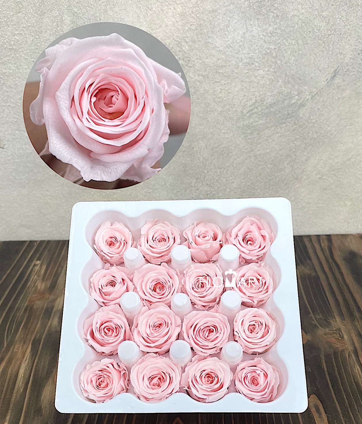 Rosa PR Ava x16 Pink Champagne - Image 1