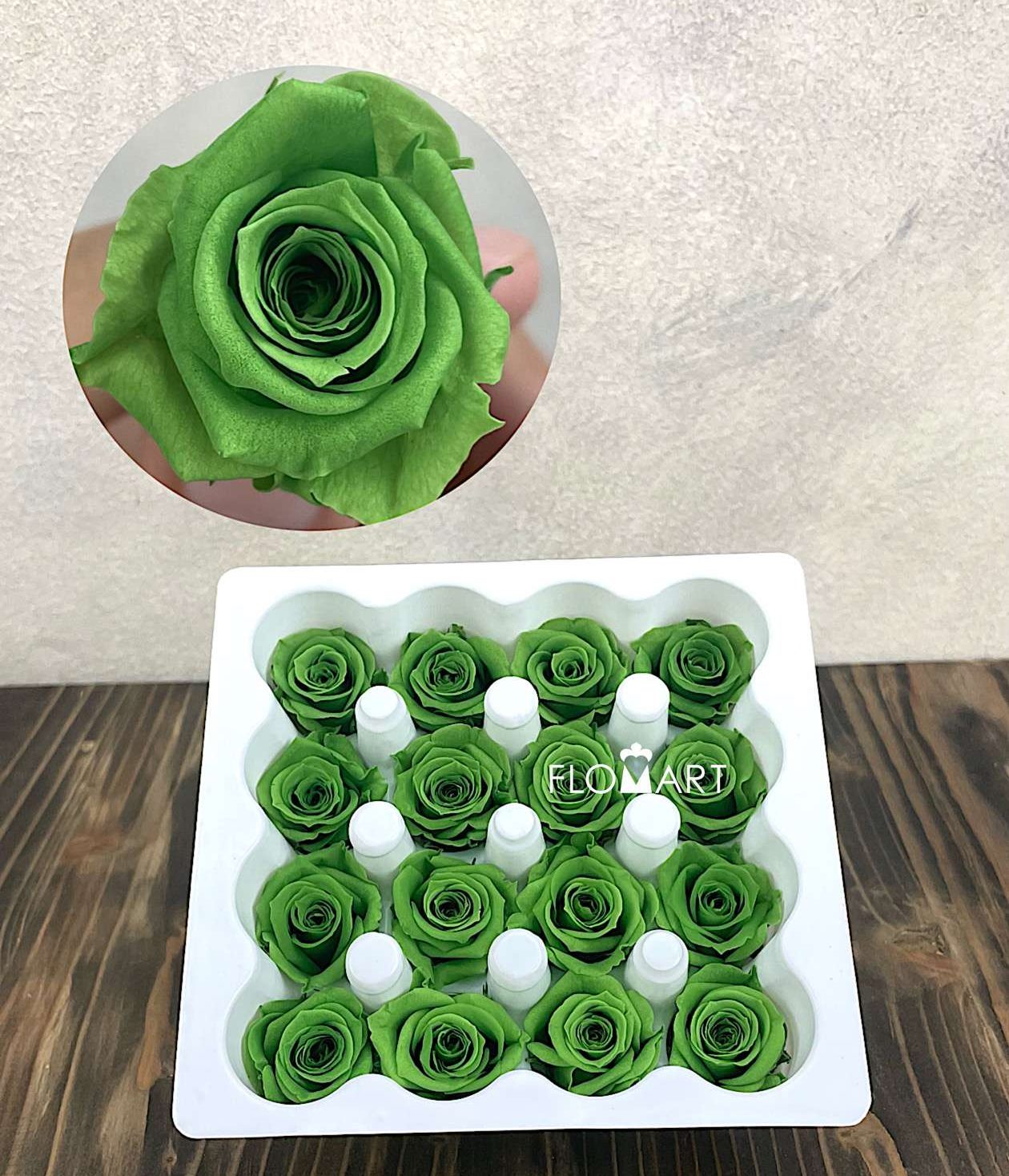 Rosa PR Ava x16 Praire Green - Image 1