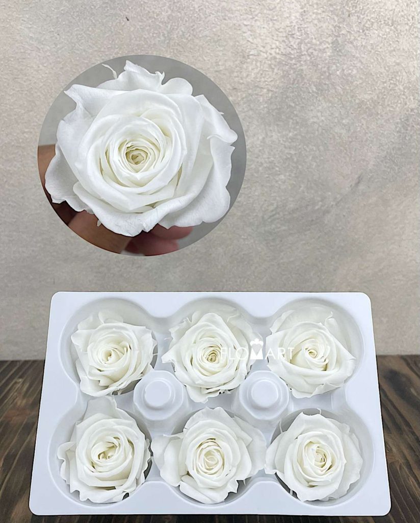 Rosa PR Ines x6 Ivory