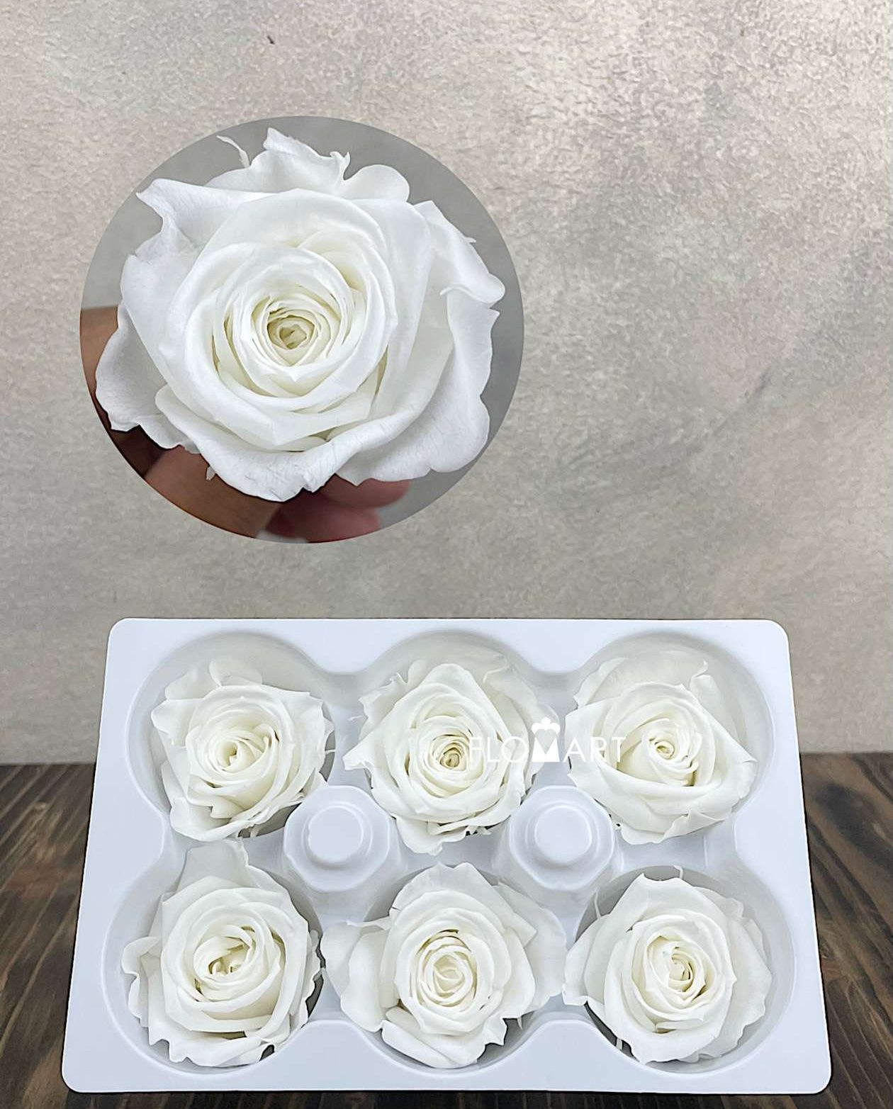 Rosa PR Ines x6 Ivory - Image 1