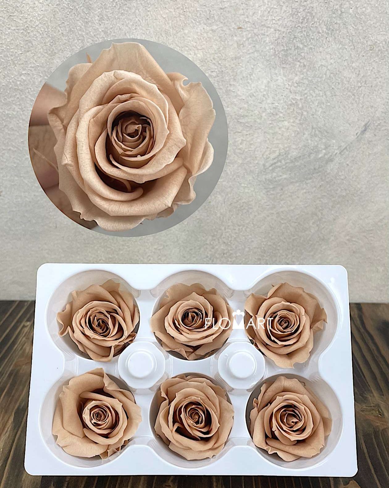 Rosa PR Ines x6 Nude - Image 1