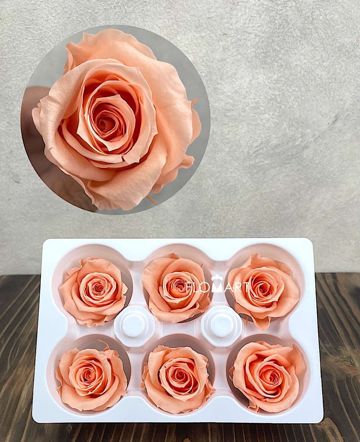 Rosa PR Ines x6 Peach - Image 1