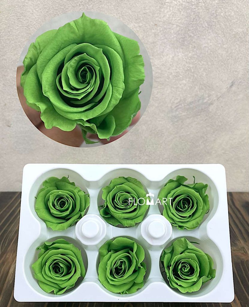 Rosa PR Ines x6 Praire Green