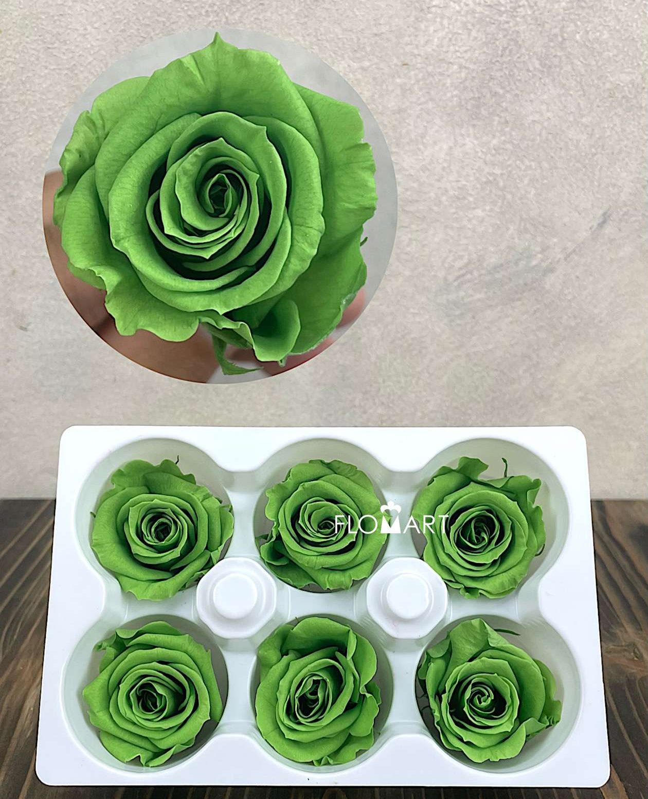 Rosa PR Ines x6 Praire Green - Image 1