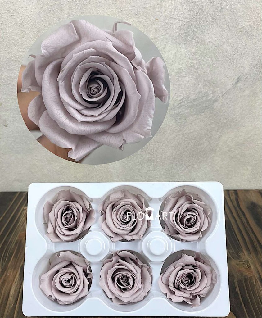 Rosa PR Ines x6 Sand Beige