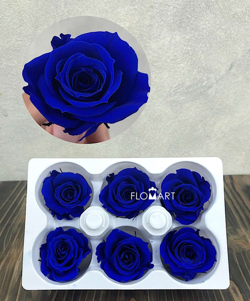 Rosa PR Ines x6 Saphire Blue