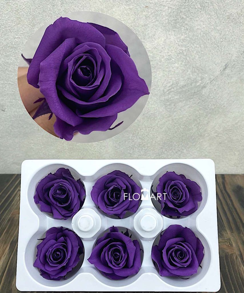 Rosa PR Ines x6 Violet