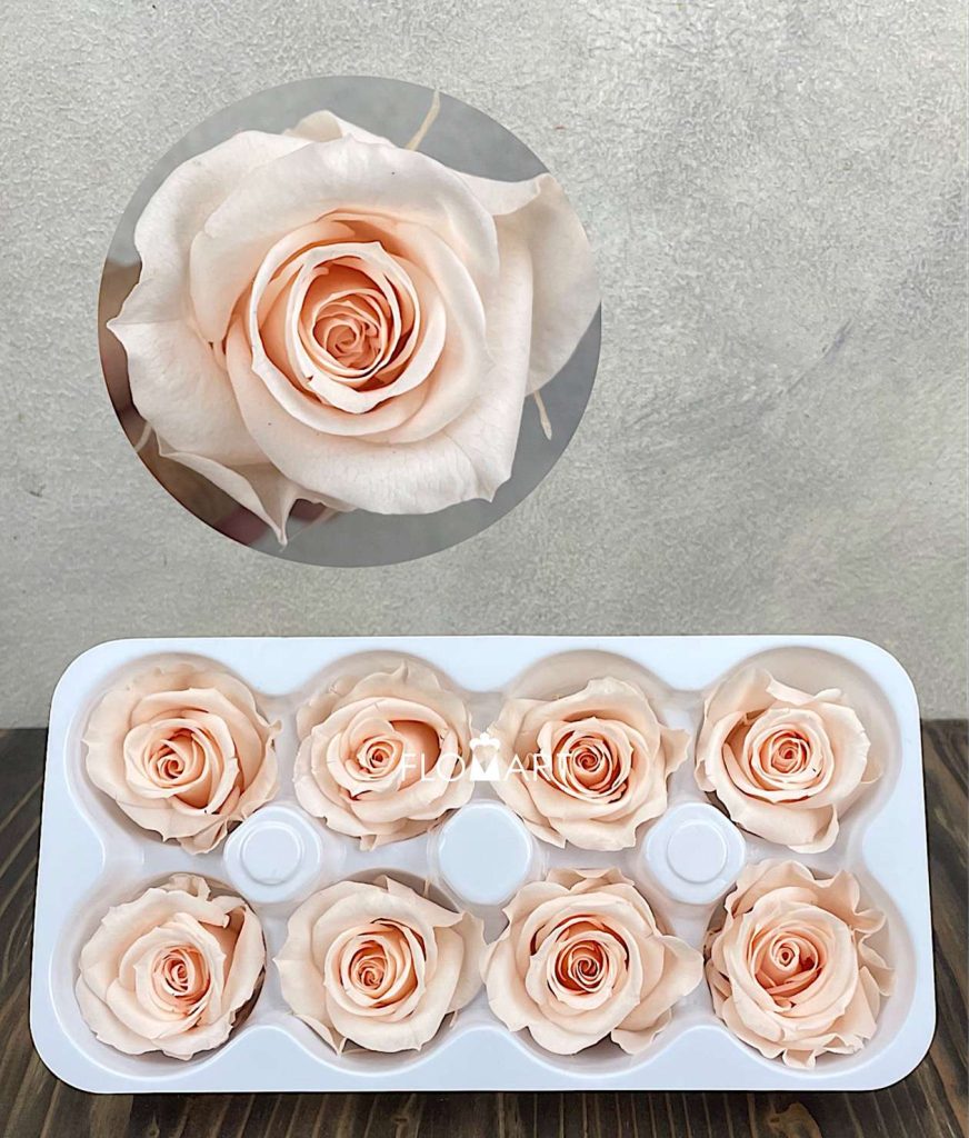 Rosa PR Ines x8 Almond Cream