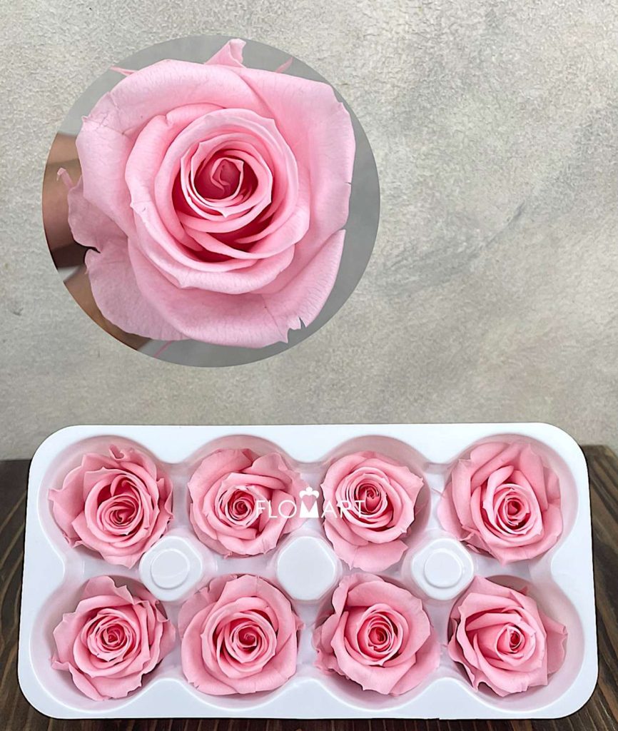 Rosa PR Ines x8 Baby Pink