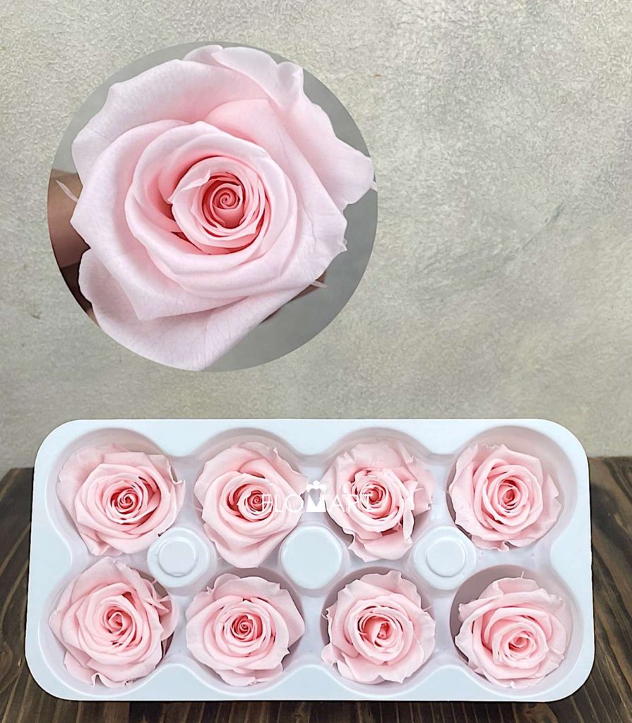Rosa PR Ines x8 Pink Champagne