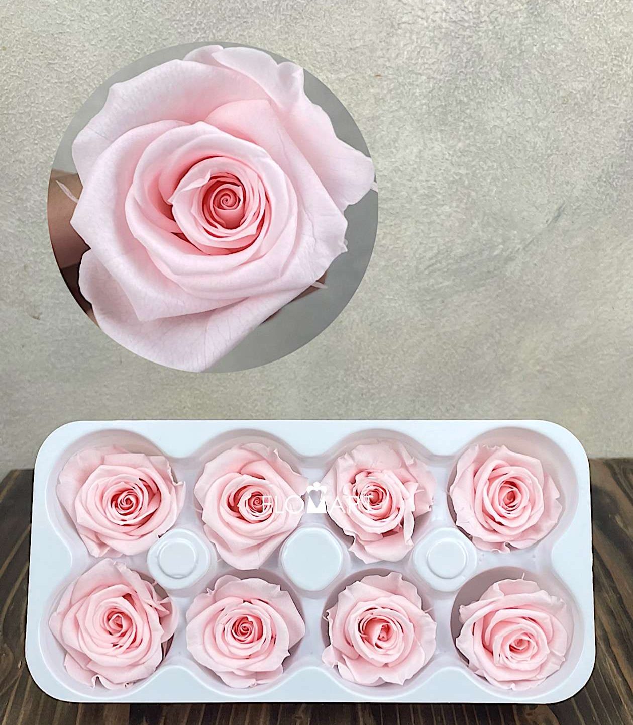 Rosa PR Ines x8 Pink Champagne - Image 1