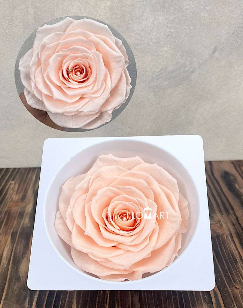 Rosa PR Magna Almond Cream