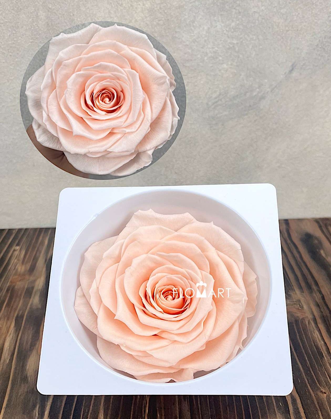 Rosa PR Magna Almond Cream - Image 1