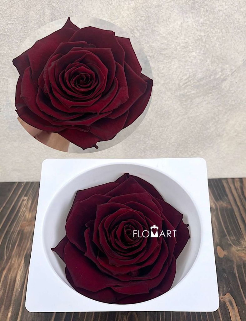 Rosa PR Magna Burgundy