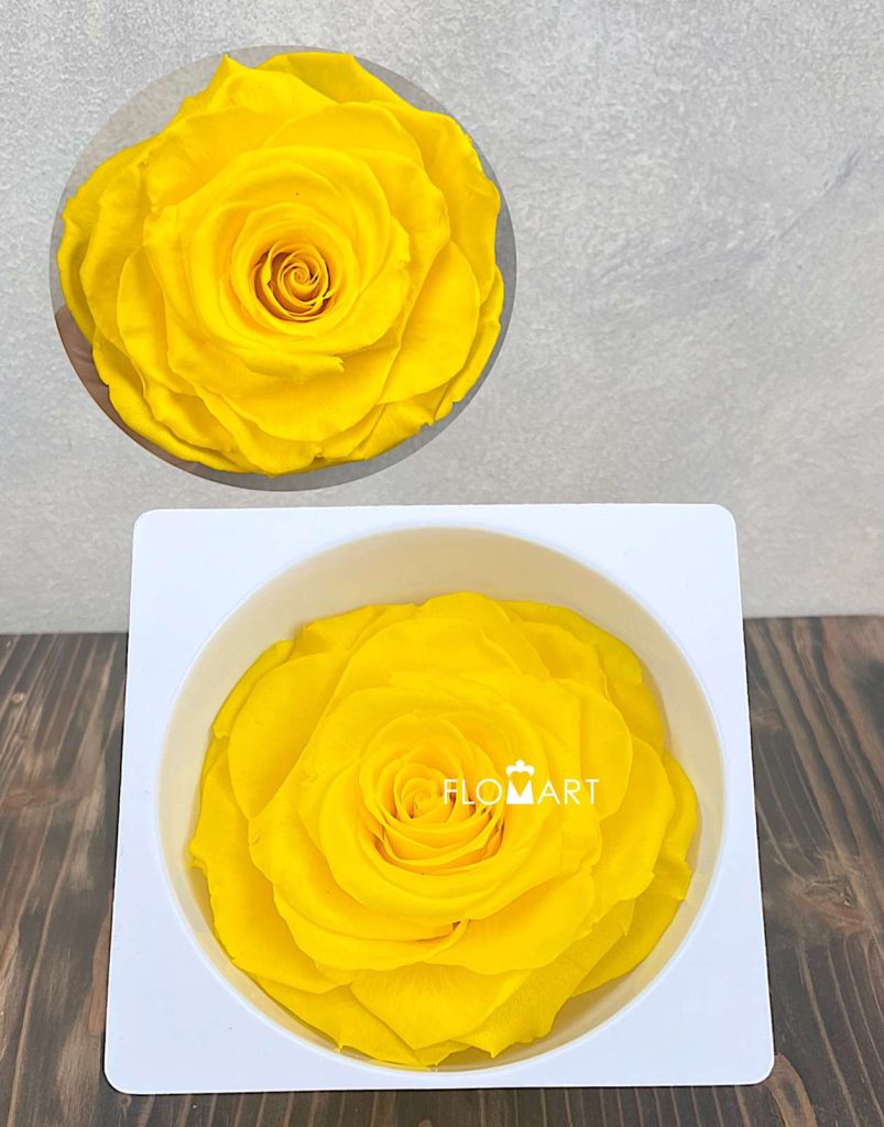 Rosa PR Magna Canary Yellow