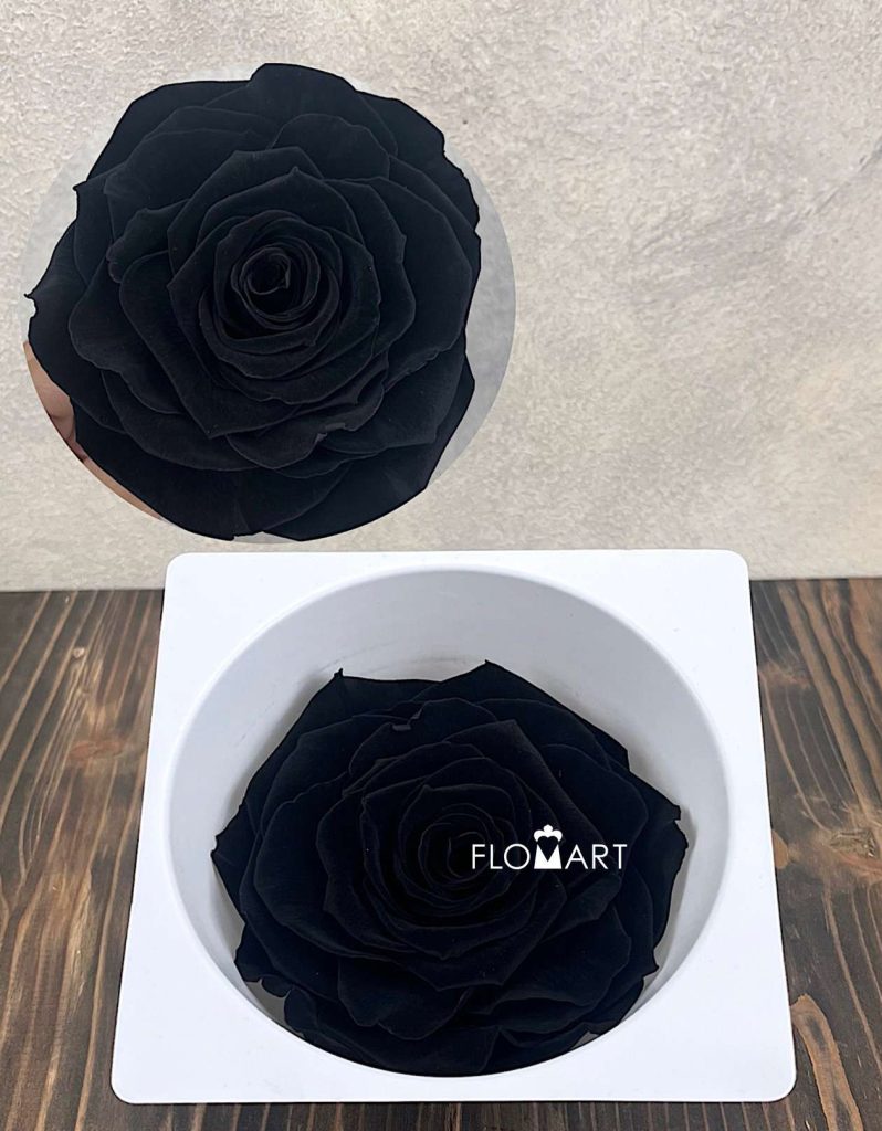 Rosa PR Magna Carbon Black