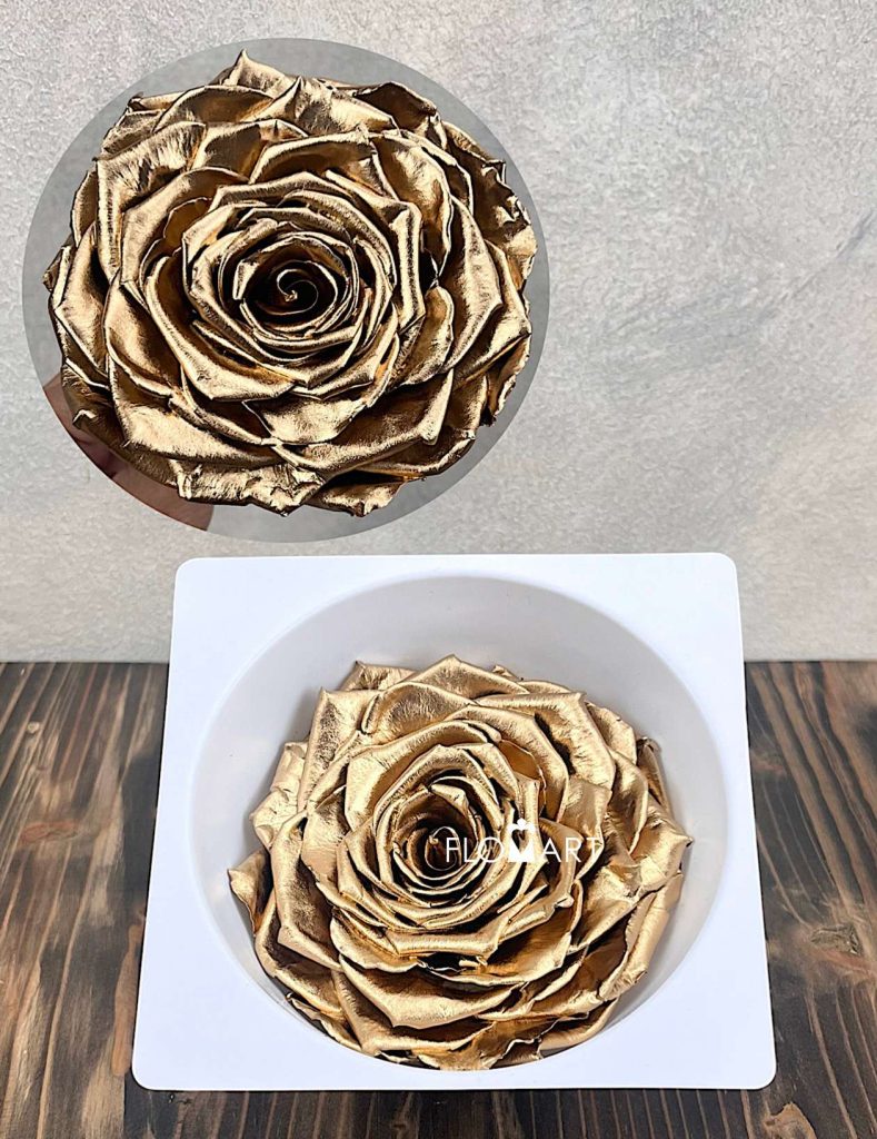Rosa PR Magna Gold