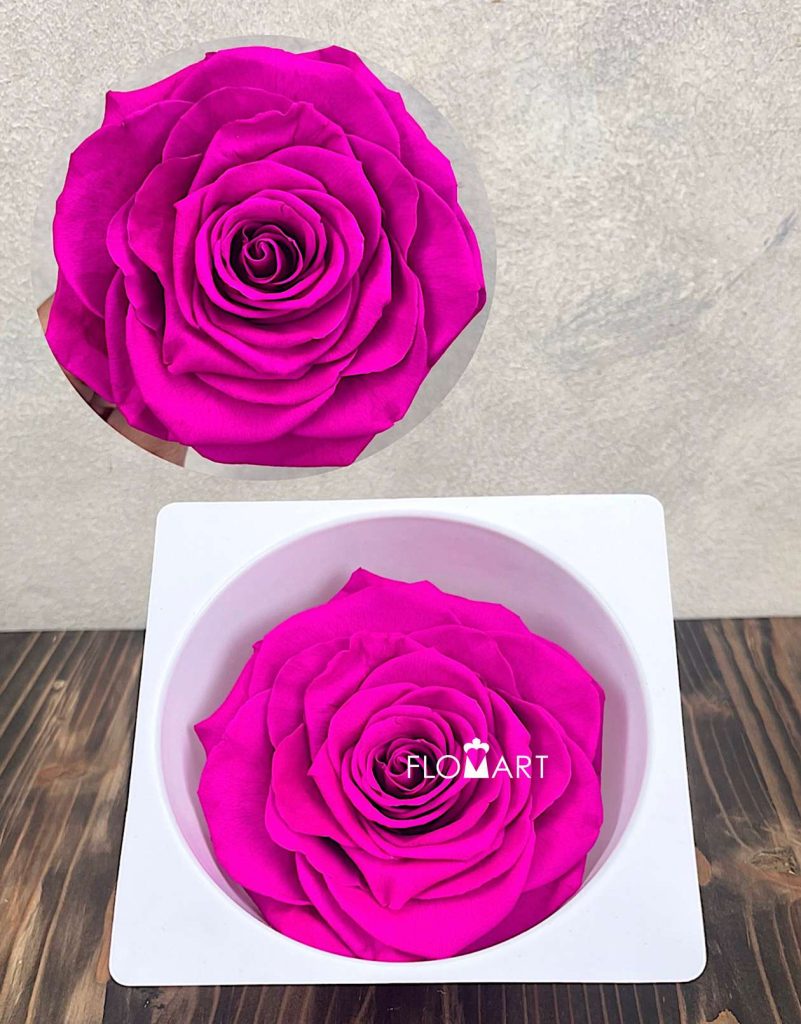 Rosa PR Magna Hot Pink