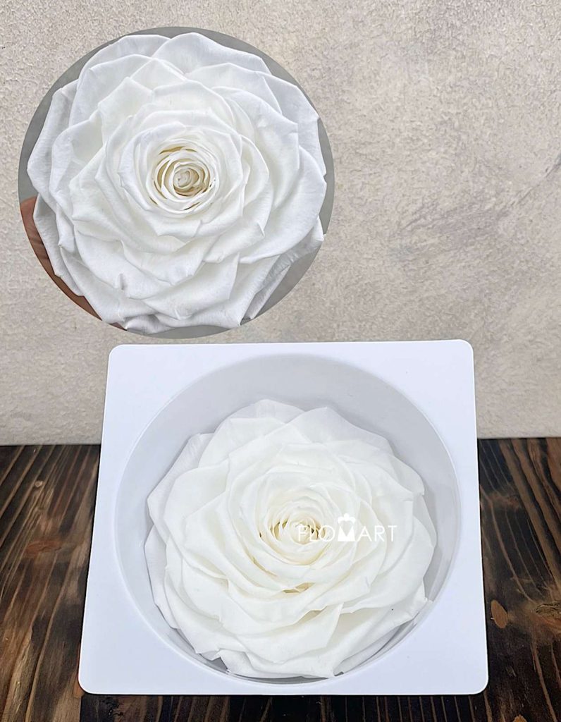 Rosa PR Magna Ivory