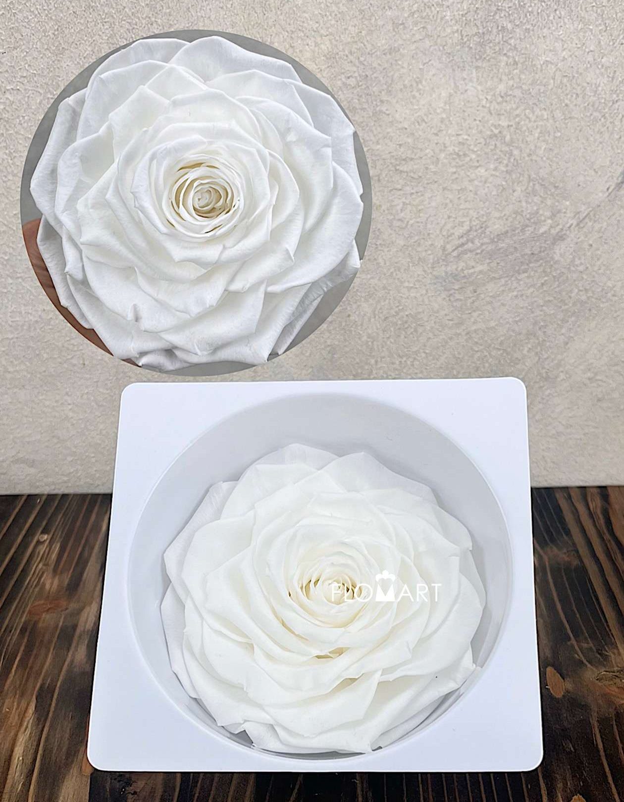 Rosa PR Magna Ivory - Image 1