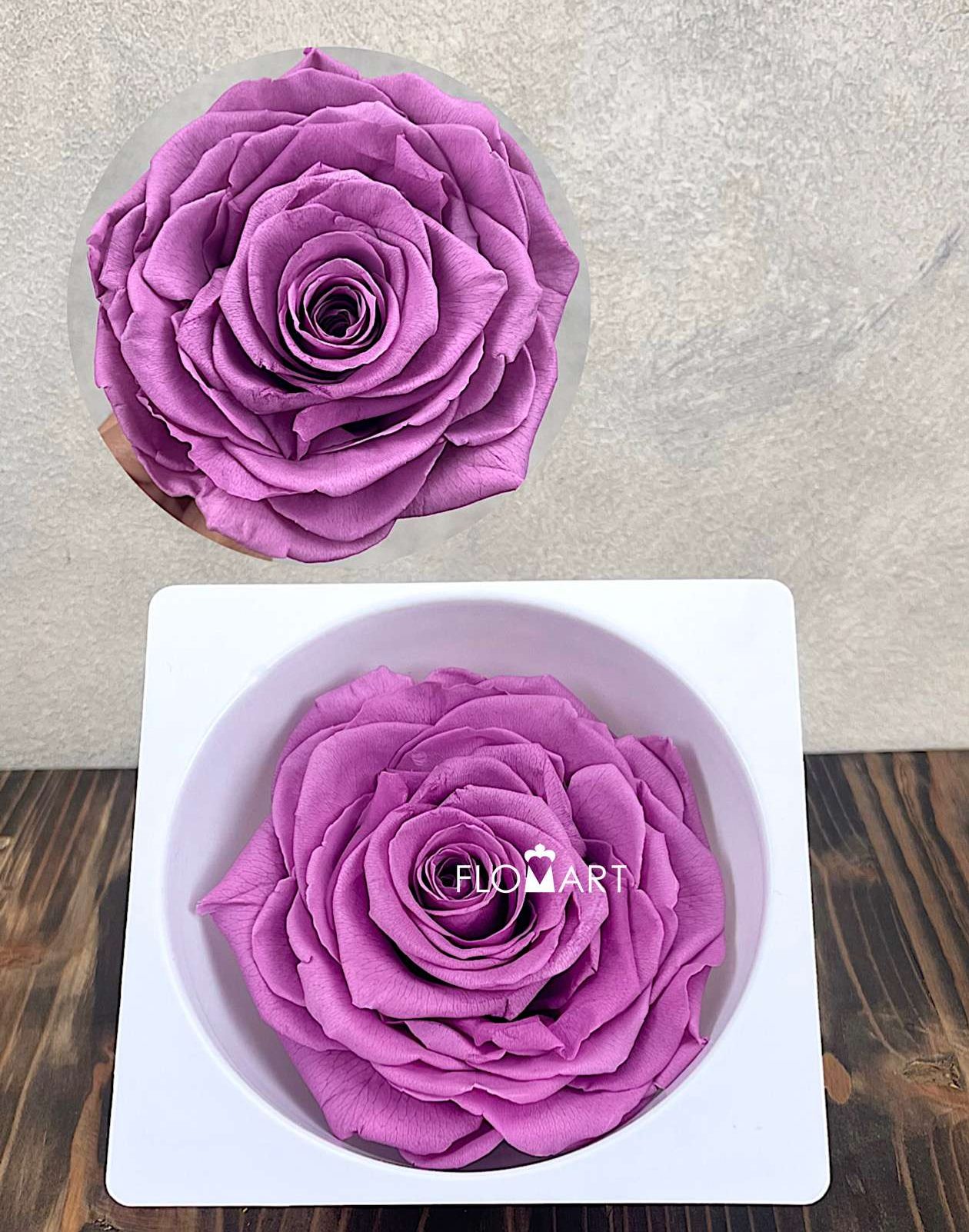 Rosa PR Magna Lilac - Image 1