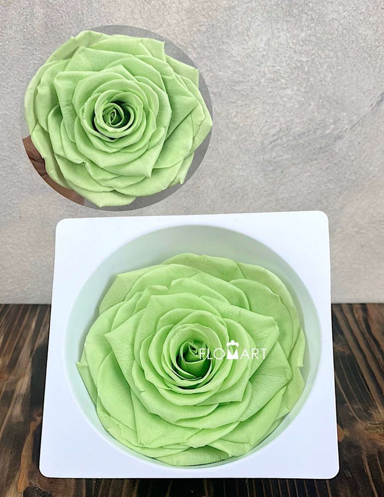 Rosa PR Magna Lime Green