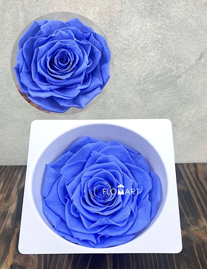 Rosa PR Magna Marine Blue