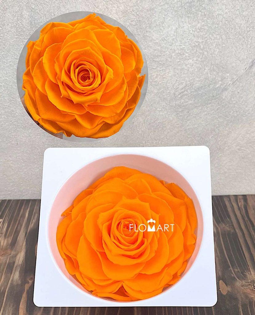 Rosa PR Magna Orange