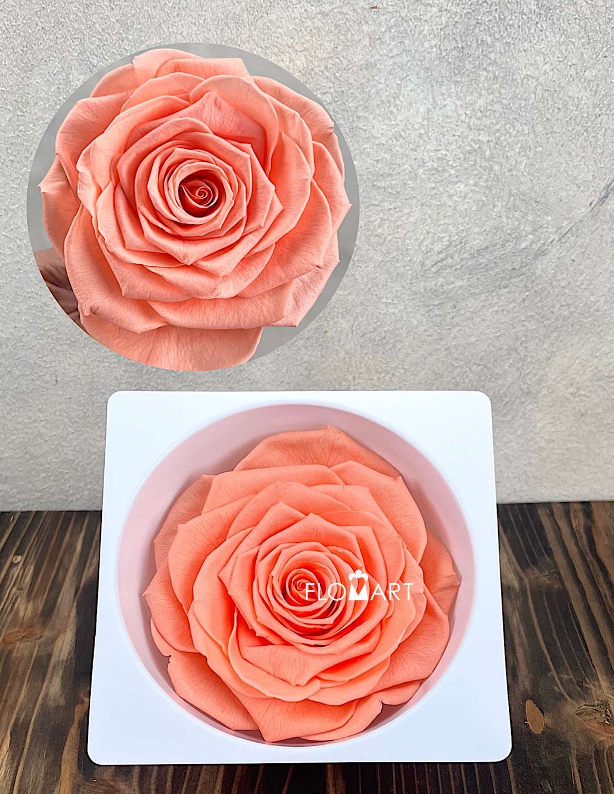 Rosa PR Magna Peach - Image 1