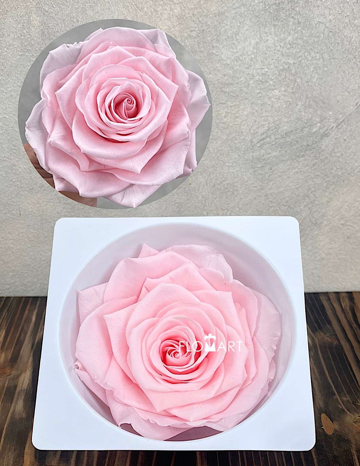 Rosa PR Magna Pink Champagne - Image 1