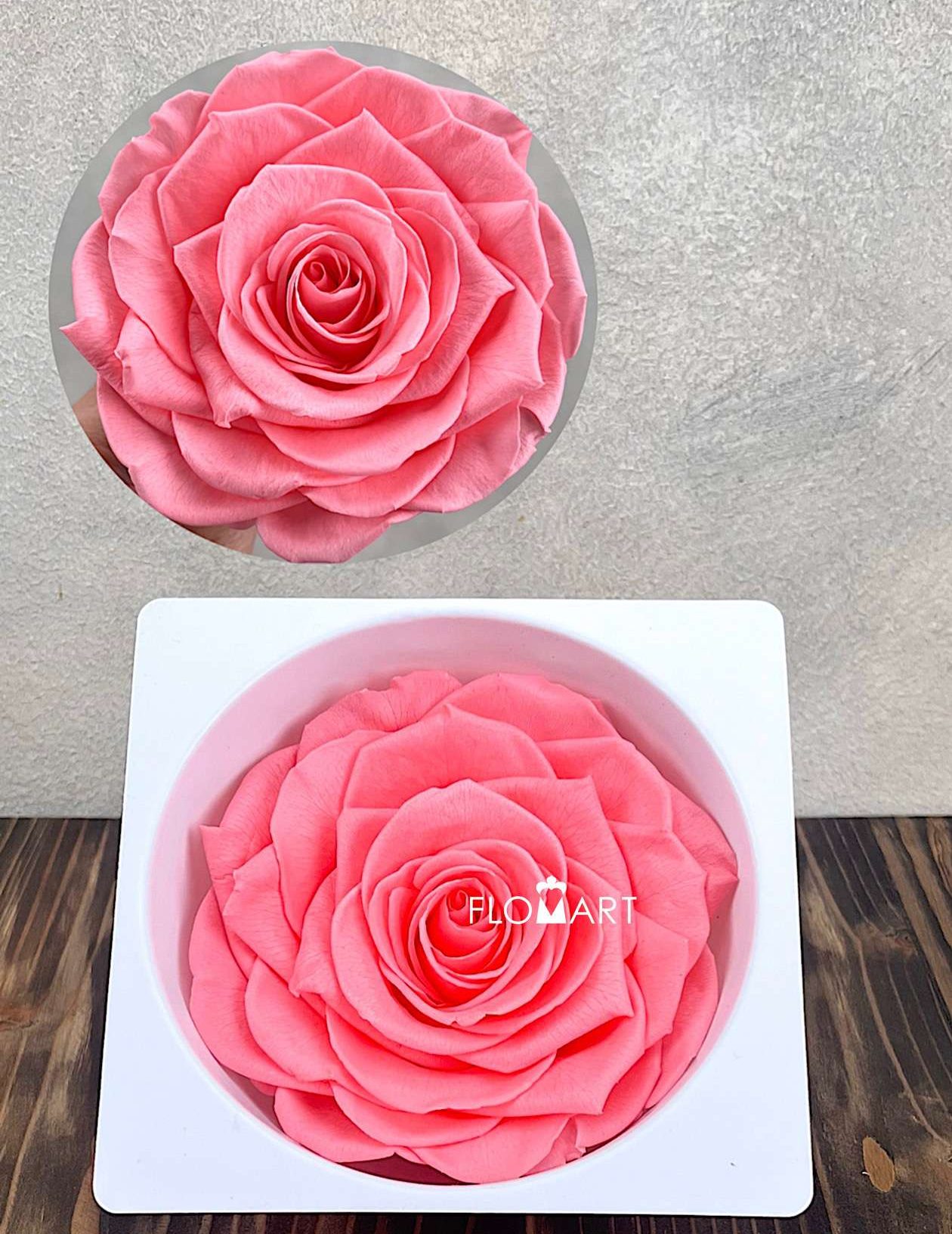 Rosa PR Magna Pink Nectar - Image 1