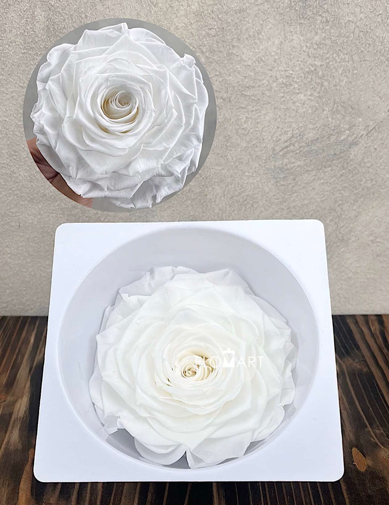 Rosa PR Magna Princess White - Image 1