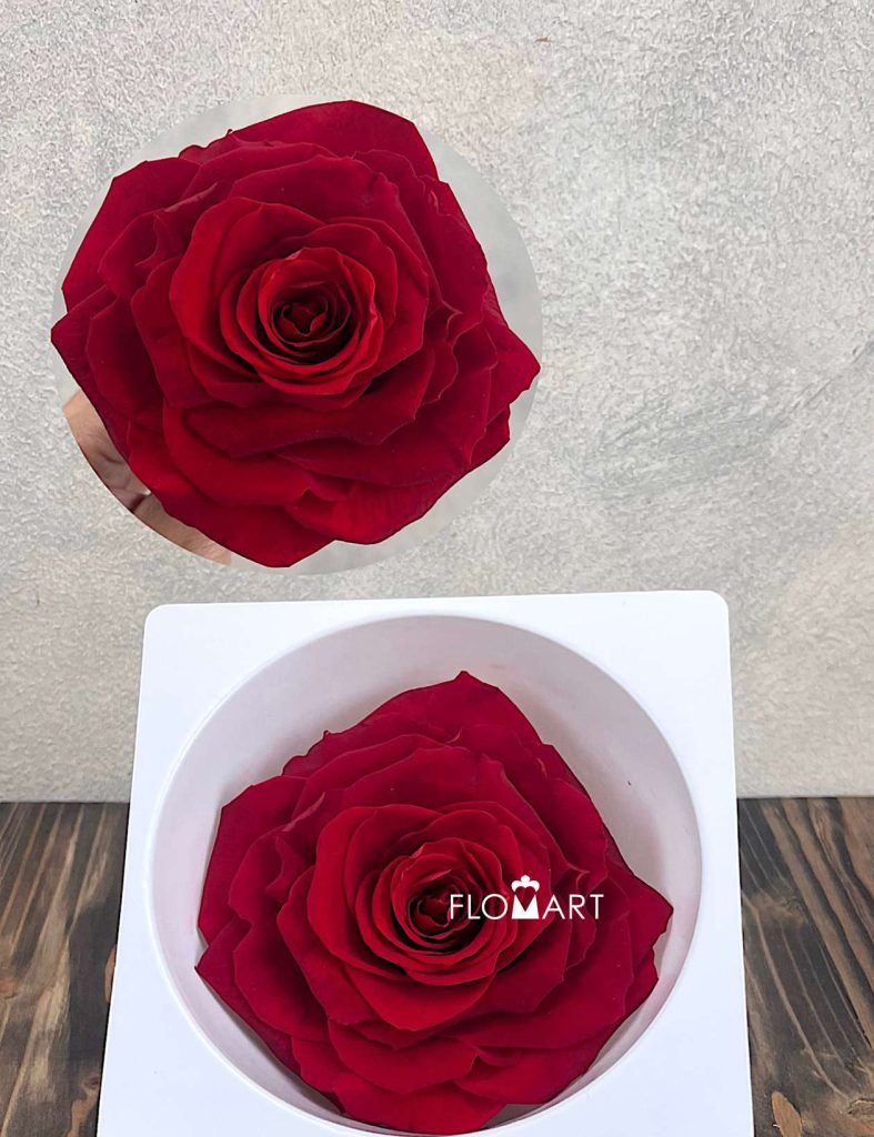 Rosa PR Magna Red