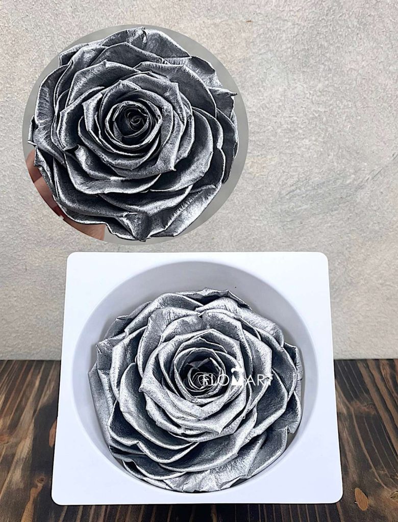 Rosa PR Magna Silver