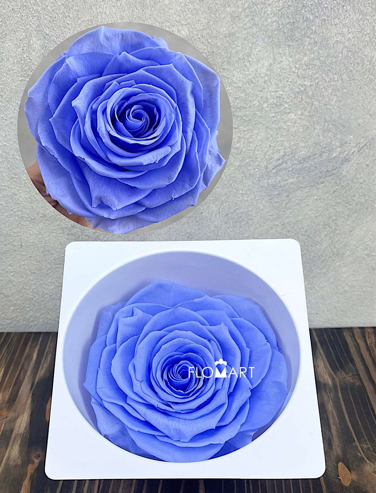 Rosa PR Magna Sky Blue - Image 1