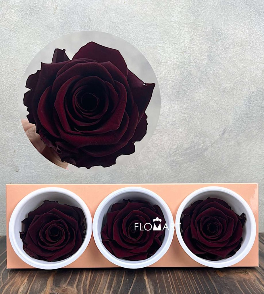 Rosa PR Monalisa x3 Burgundy