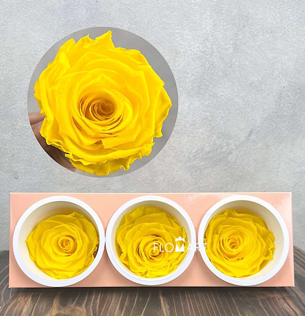 Rosa PR Monalisa x3 Canary Yellow