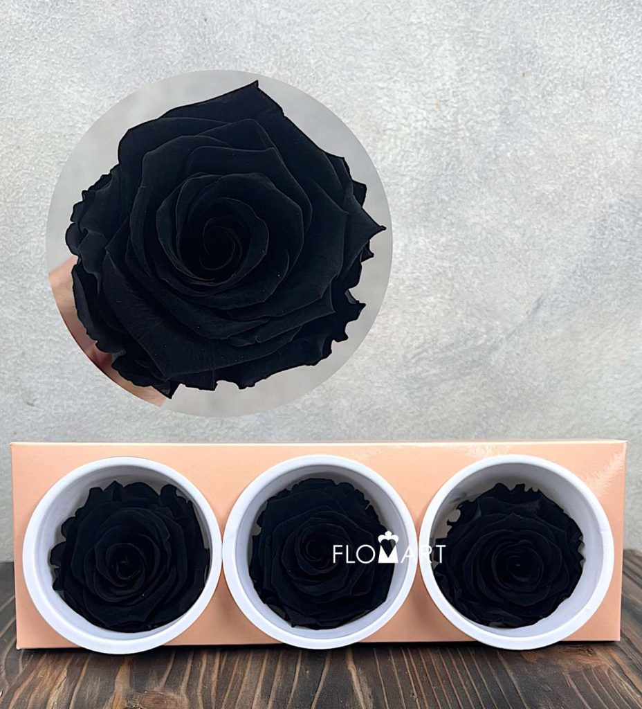 Rosa PR Monalisa x3 Carbon Black